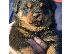 PoulaTo: Πωλούνται κουτάβια Rottweiler