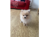 PoulaTo: Pomeranian Puppies  Available