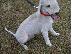 PoulaTo: Bedlington Terrier Puppies