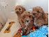PoulaTo: Cavapoo Red