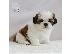 PoulaTo: Shih Tzu Puppies
