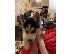 PoulaTo: Siberian Husky Puppies Available