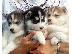 PoulaTo: Siberian husky