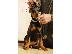 PoulaTo: Doberman