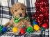 PoulaTo: Double Doodle puppies for Adoption