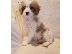 PoulaTo: Cavachon Puppies