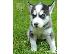 PoulaTo: Πωλούνται ίσια κουτάβια Siberian Husky Blue Eyes