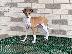 PoulaTo: Italian Greyhound Pups