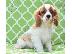 PoulaTo: Κουτάβια Cavalier King Charles