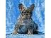 PoulaTo: French Bulldog Puppies