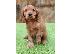 PoulaTo: Spoodle Puppies