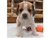 PoulaTo: Beabull Puppies