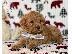 PoulaTo: Miniature poodle Puppies