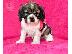 PoulaTo: Cocker Spaniels
