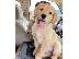 PoulaTo: Πωλούνται κουτάβια Golden Retriever