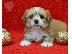 PoulaTo: Lhasa Apso Puppies