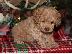 PoulaTo: toy Poodle Puppies