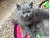 PoulaTo: british shorthair μπλε και λιλά γατάκια για εκ νέου παλιννόστησης...