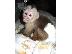 PoulaTo: Διατίθενται αρσενικοί και θηλυκοί πίθηκοι Capuchin