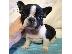 PoulaTo: French Bulldogs Available