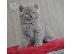 PoulaTo: Tortie British Shorthair