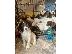 PoulaTo: Όμορφα αγγλικά κουτάβια Springer Spaniels