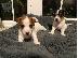 PoulaTo: Πωλείται κουτάβι Jack Russell Terrier