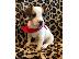 PoulaTo: Jack Russell Terrie Puppies
