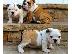 PoulaTo: English bulldog / Αγγλικό μπουλντόγκ