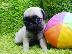PoulaTo: Pug Puppy