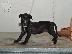 PoulaTo: PITBULL!