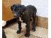 PoulaTo: Great Dane Puppies