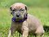 PoulaTo: Cane Corso Puppies