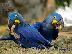 PoulaTo: Τα πιο χαριτωμένα και αξιολάτρευτα μακάο μπλε υάκινθου....