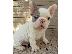 PoulaTo: French Bulldogs Available