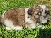 PoulaTo: Fanji Shih Tzu