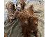PoulaTo: Όμορφη γέννα από κουτάβια Goldendoodle