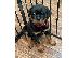 PoulaTo: Adorable Rottweiler Puppy For Sale