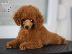 PoulaTo: Πωλούνται κουτάβια Toy Poodle