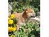 PoulaTo: Shiba Inu Puppies