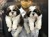 PoulaTo: S potěšením oznamujeme bezpečný příjezd krásného Shih Tzu