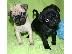 PoulaTo: Παγκ μοπς PUG Mops 0.2