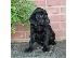 PoulaTo: Labrador Retriever Puppies