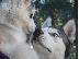 PoulaTo: Siberian Husky puppies, τελευταια κουταβια της φετινης μας γεννας!...