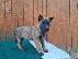 PoulaTo: Belgian Malinois Puppies