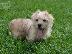 PoulaTo: Norfolk puppies