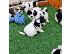 PoulaTo: Όμορφα κουτάβια Shih Tzu