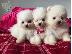 PoulaTo: Mini catelusi pomeranian gata