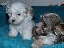 PoulaTo: Havanese bichon κουτάβια