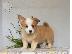 PoulaTo: Pembroke Welsh Corgi